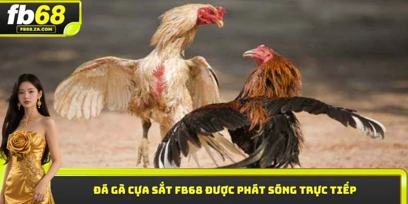 Đá gà cựa sắt FB68 được phát sóng trực tiếp