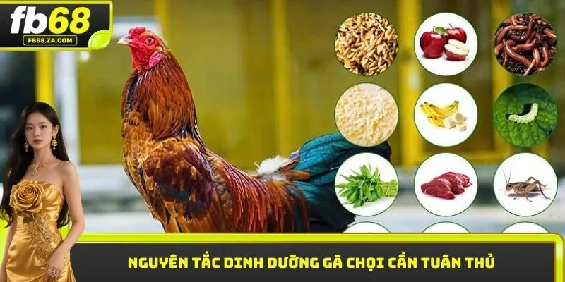 Nguyên tắc dinh dưỡng gà chọi cần tuân thủ
